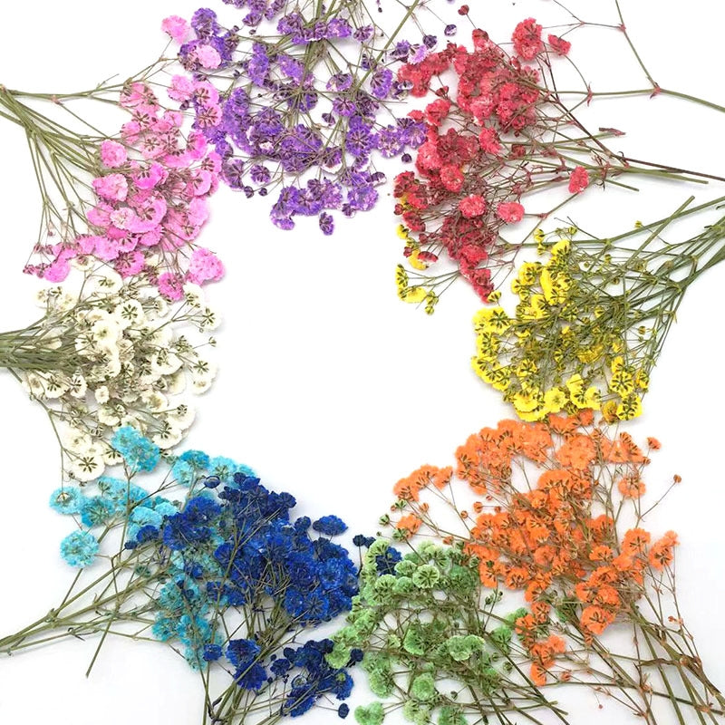 Material para Flores Secas DIY de Respiração de Bebé Pack a