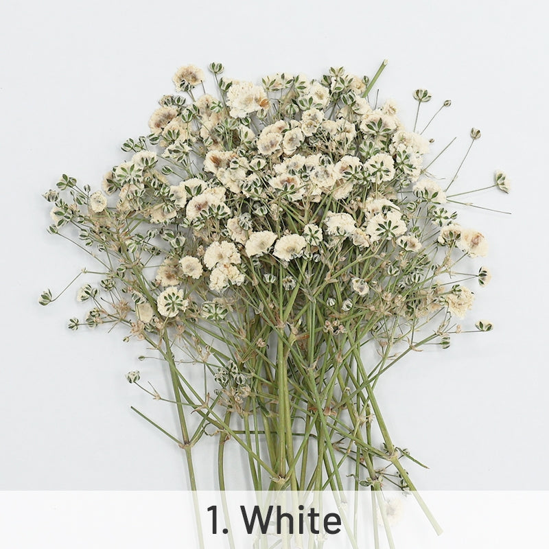 Pacote de Material de Flores Secas DIY Respiração de Bebé sku-1