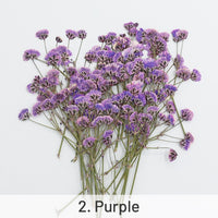2. Roxo