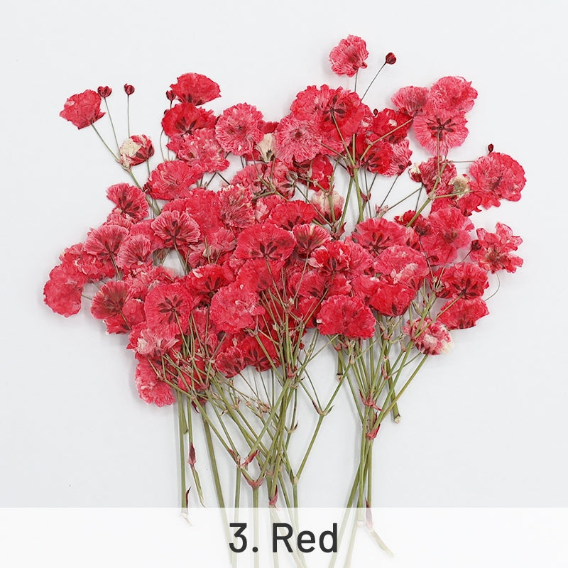 Pacote de Material de Flores Secas DIY de Respiração de Bebé sku-3