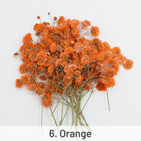 6. Laranja