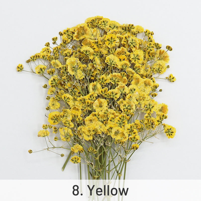 Pack de Material de Flores Secas DIY Gypsophila sku-8